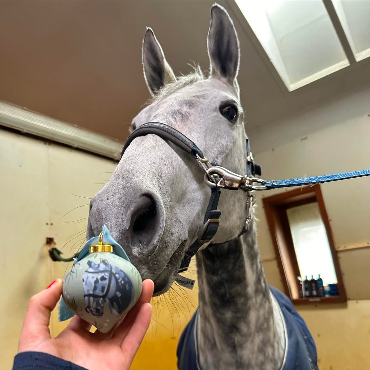 Phillip Dutton eventing rider showing a gray horse in a stable with a custom painted horse ornament perfect for equestrian and horse girl gifts. Commission a bespoke art gift for someone who already has everything